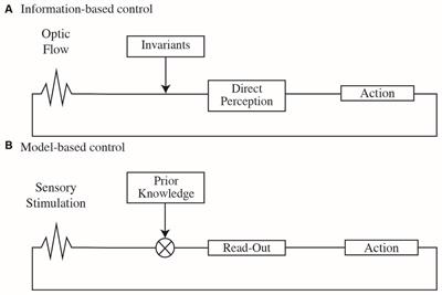 Gravity and Known Size Calibrate Visual Information to Time Parabolic Trajectories